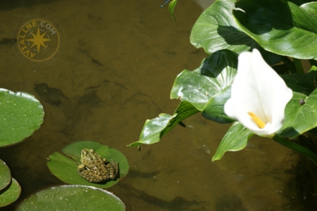 Никитский ботанический сад - лягушка в пруду